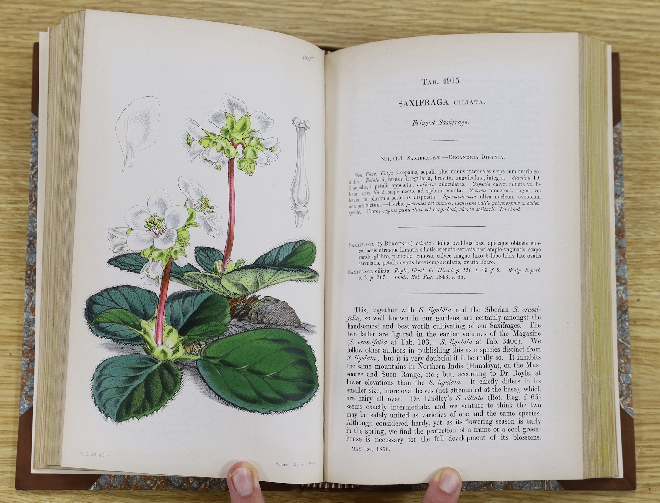 Curtis, William - A Botanical Magazine; or, Flower-Garden Displayed ... vols. IV, XI and XII (bound together), XIII and XV; New Series vol. VIII; Third Series vols. XII, XIV, XVI and XXIII. (10 vols).
